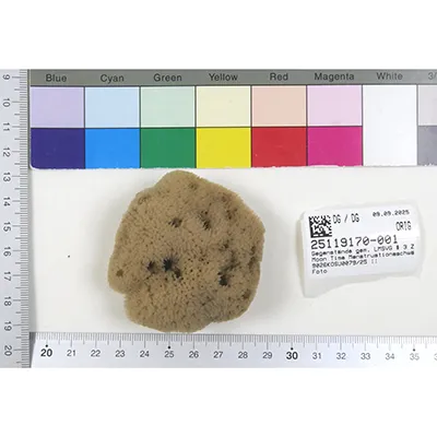 Wilde Urnatur - Bureți de îngrijire intimă